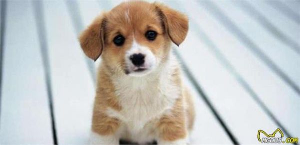 新手铲屎官训练营：如何驯养一只宠物犬，才能让它学会不咬人呢？