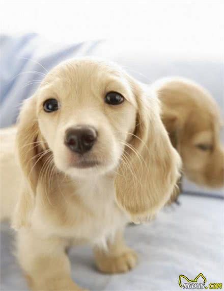 新手铲屎官训练营：如何驯养一只宠物犬，才能让它学会不咬人呢？