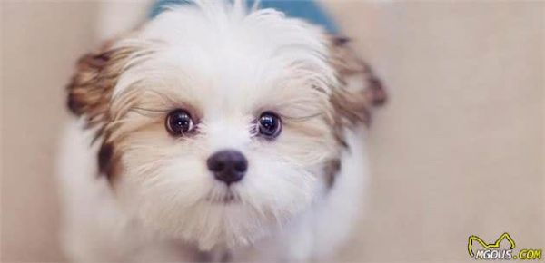 新手铲屎官训练营：如何驯养一只宠物犬，才能让它学会不咬人呢？