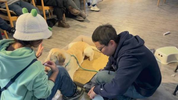 示范犬串串的三天训练营旅程完美结束