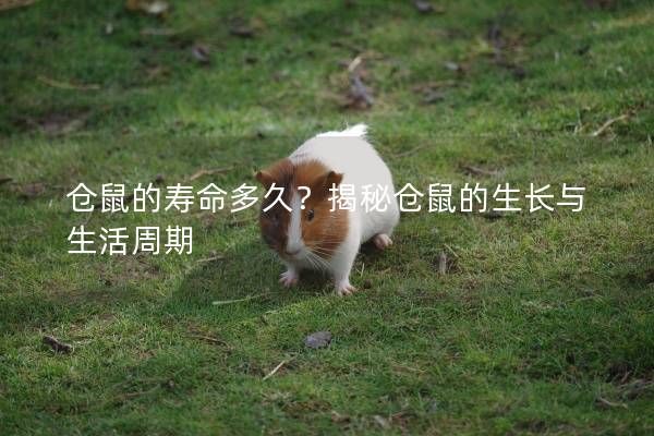 仓鼠的寿命多久？揭秘仓鼠的生长与生活周期