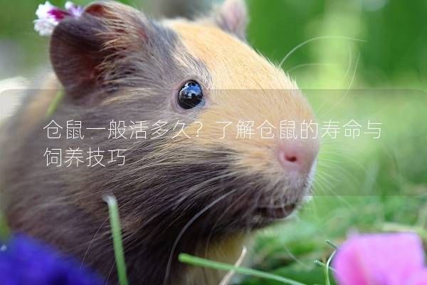 仓鼠一般活多久？了解仓鼠的寿命与饲养技巧