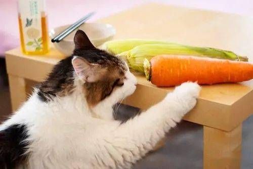 猫咪饮食调整,如何确保药物有效吸收?
