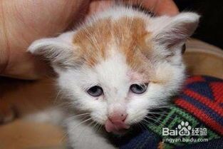 猫咪胰腺炎食谱有哪些?如何科学搭配营养?