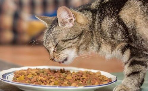 猫咪胰腺炎食谱有哪些?如何科学搭配营养?