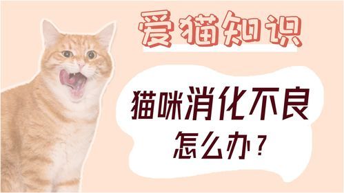 猫吐猫粮可能是消化不良,调整饮食结构可缓解。