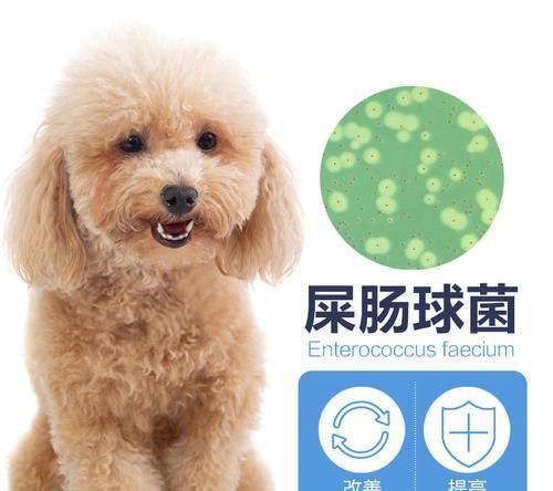 肠胃宝宠物狗的选择指南（了解肠胃宝宠物狗什么牌子适合你的萌宠？）