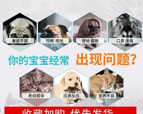 犬猫肠胃宝的使用时长究竟有多久？（科学的喂养时间是保障宠物肠胃健康的关键）