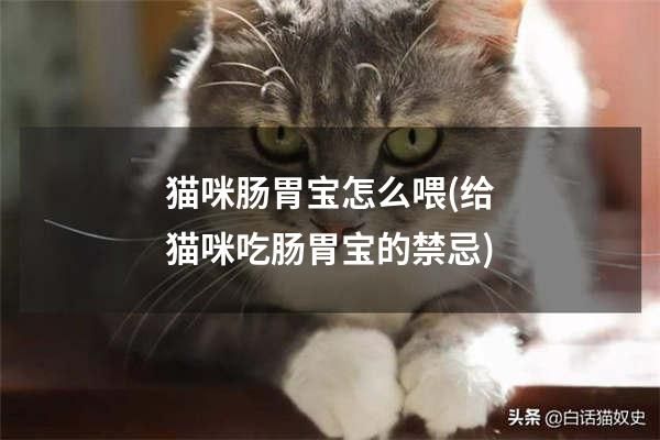 猫咪肠胃宝怎么喂(给猫咪吃肠胃宝的禁忌)