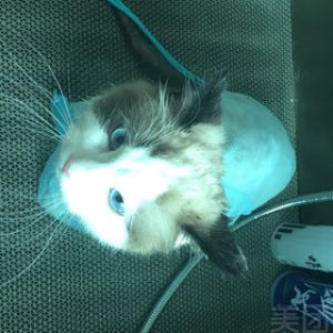 宠物猫洗护套餐
