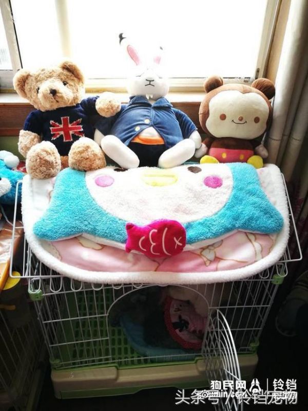 你会这样为你的狗狗准备生日宴吗