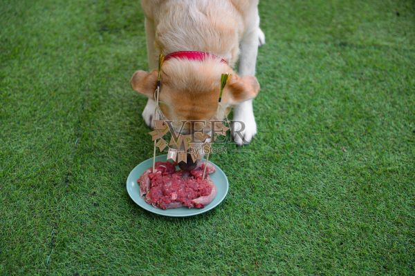 在狗的生日。狗的生日聚会。给狗吃的蛋糕和肉。照片摄影图片