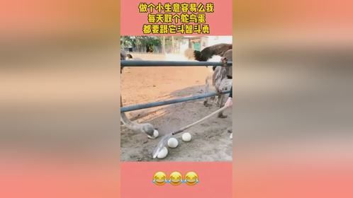 做个小生意容易吗我，取个鸵鸟蛋，都要跟它斗智斗勇的