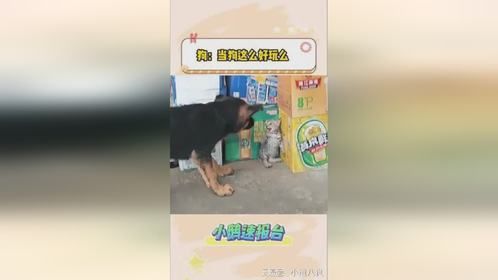 狗：当狗这么好玩儿吗？