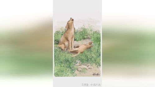 希望小狗狗只是睡着了，本来就流浪，现在只剩它一个了！