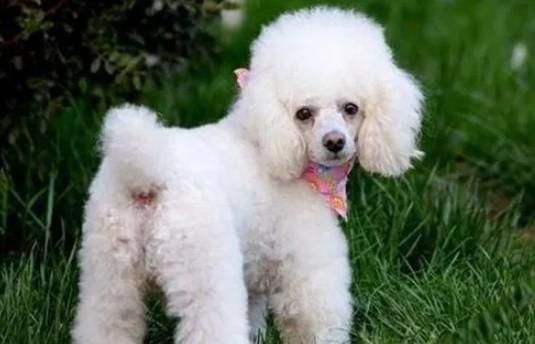 挑选宠物犬要考虑的问题-图1