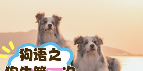 如何选一条好狗？学会这6个技巧，带一只好狗回家没问题（为你选择一只好狗提供全面指南）