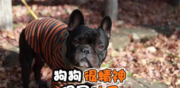 小狗的营养需求与合理饮食（让你的小狗健康成长，从合理饮食开始）