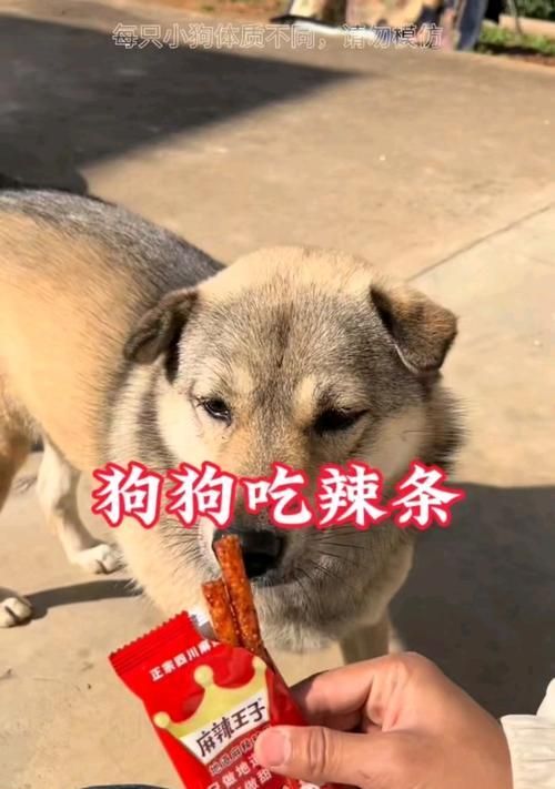 小狗的营养需求与合理饮食（让你的小狗健康成长，从合理饮食开始）