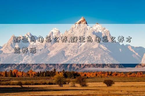 野生乌龟怎么养,野生乌龟怎么养才能养活