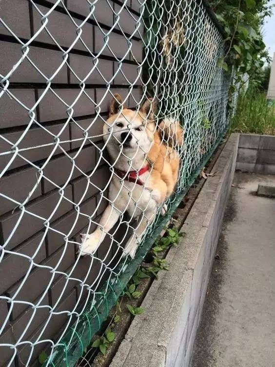 主人家烹饪狗食遭嫌弃,小狗摇头示意惹怒主人