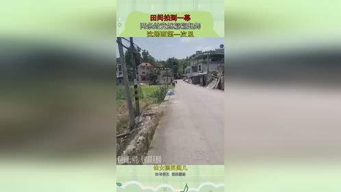 田间拍到一幕，两条蛇竟然翩翩起舞，这场面第一次见！