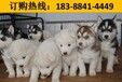 云南普洱西佤族自治哪里有卖大丹犬