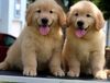 广州出售宠物幼犬金毛犬疫苗齐全全国包邮上门挑选