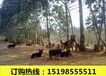 云南红河弥勒宠物基地出售高品质金毛犬