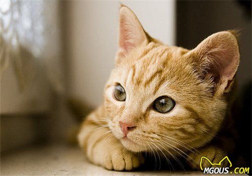 猫咪之间的交流是怎样进行的？