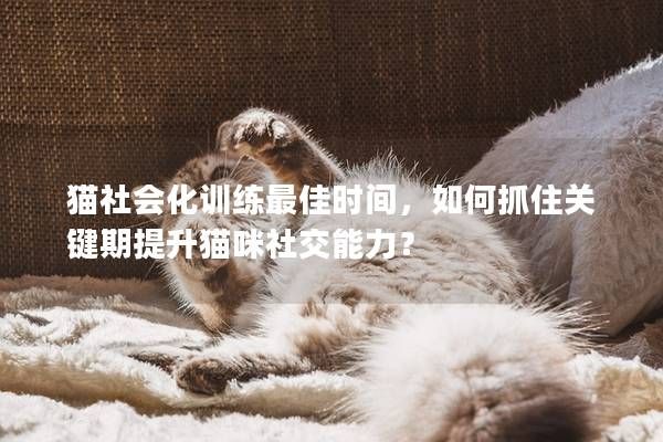 猫社会化训练最佳时间，如何抓住关键期提升猫咪社交能力？