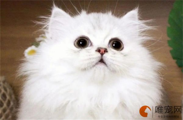 猫喜欢主动靠近哪些人 如何互动