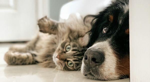 louis-philippe-poitras-cat-dog.jpg