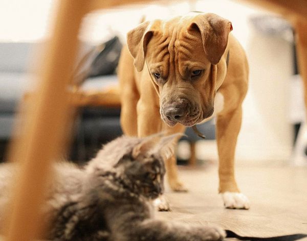 kevin-turcios-cat-dog.jpg