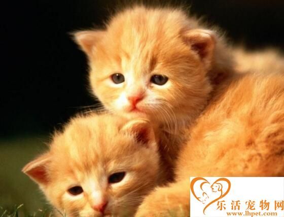 猫咪怎么养 小猫的正确饲养方法及注意什么