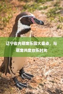 辽宁省内萌宠乐园大盘点，与萌宠共度欢乐时光