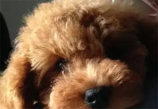 愿意养适合的小型犬，这五种将会是最合适你的！ 