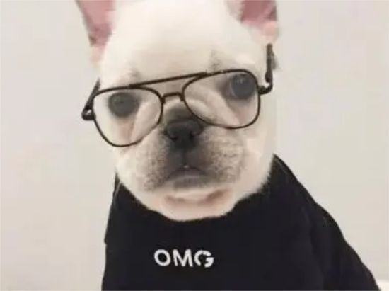 愿意养适合的小型犬，这五种将会是最合适你的！ 