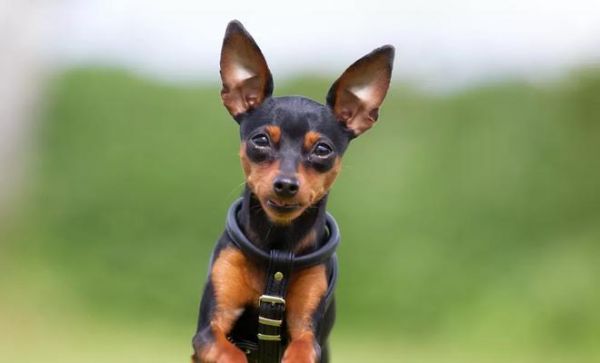 迷人可爱的小型宠物犬（选择适合你的宠物犬，让你的生活充满快乐和爱）