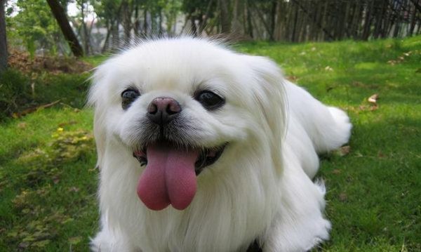 迷人可爱的小型宠物犬（选择适合你的宠物犬，让你的生活充满快乐和爱）