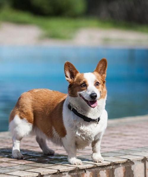 适合家庭喂养的小型犬（选择宠物犬的要点）