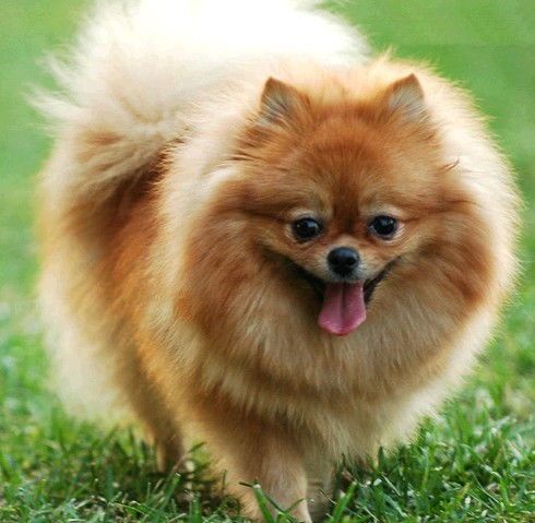 小型犬品种有哪些?比如泰迪、博美等。