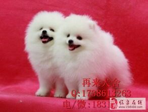 小型犬品种有哪些?比如泰迪、博美等。