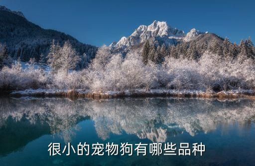 很小的宠物狗有哪些品种
