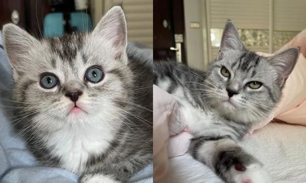 以猫为主题的文章探索猫的种类、行为、历史和文化