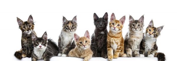以猫为主题的文章探索猫的种类、行为、历史和文化