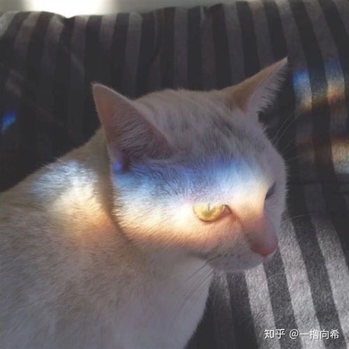 宠物头像:猫咪文化的缩影与传播