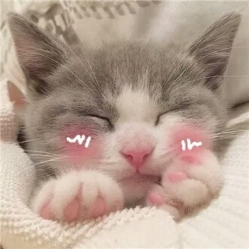 宠物头像:猫咪文化的缩影与传播