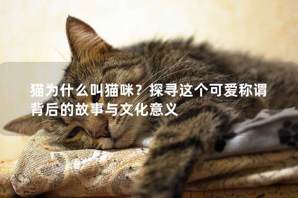 猫为什么叫猫咪？探寻这个可爱称谓背后的故事与文化意义
