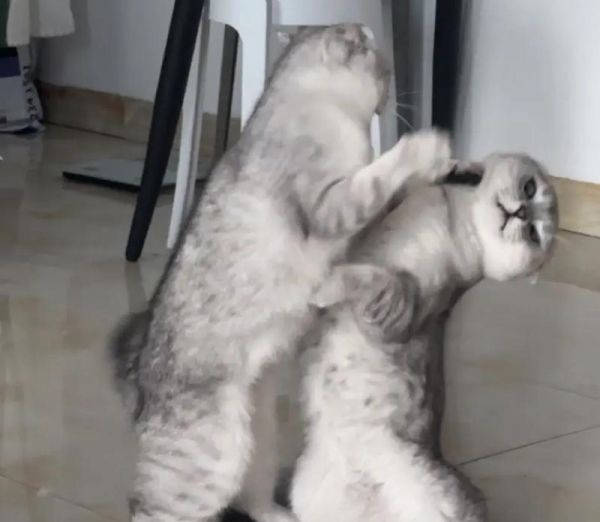 两只猫咪因猫粮打架怎么办？如何平息冲突？